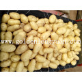 Fresh New Crop Potato Yellow and Clean Skin